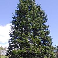 长白鱼鳞云杉