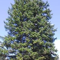 长白鱼鳞云杉