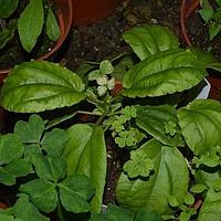 大托叶冷水花