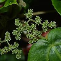 大托叶冷水花