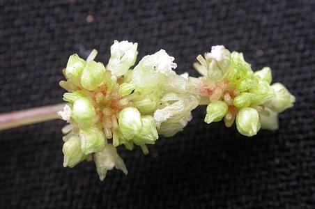 长柄冷水花