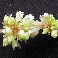 长柄冷水花