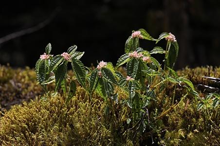 顶叶冷水花