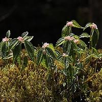 顶叶冷水花