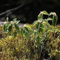 顶叶冷水花
