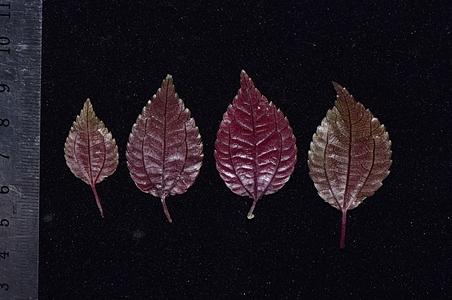 短角湿生冷水花