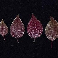 短角湿生冷水花