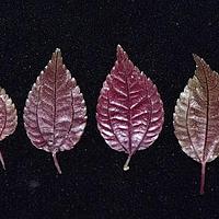 短角湿生冷水花