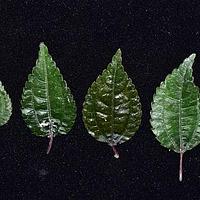 短角湿生冷水花