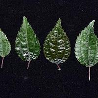 短角湿生冷水花