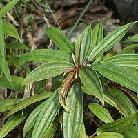 竹叶冷水花