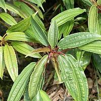 竹叶冷水花