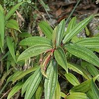 竹叶冷水花