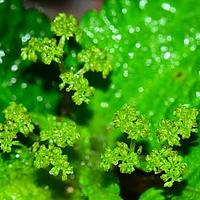 心托冷水花