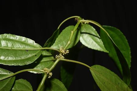 瘤果冷水花