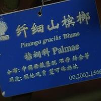 纤细山槟榔