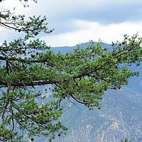 高山松