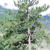 高山松