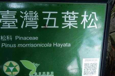 台湾五针松
