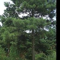 火炬松 - 图片/介绍/花期/花语/知识 - 千草植物