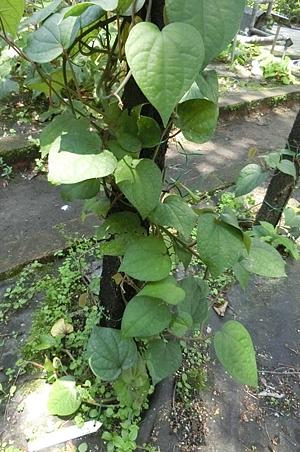 疏果胡椒