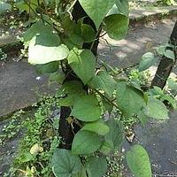 疏果胡椒