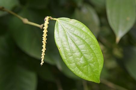 胡椒- 图片/介绍/花期/花语/知识 - 千草植物