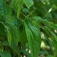 缘毛胡椒