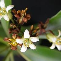 少花海桐