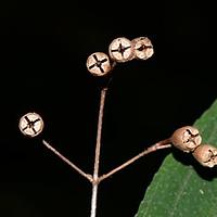 偏瓣花