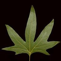 三球悬铃木