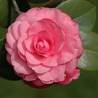 山茶科