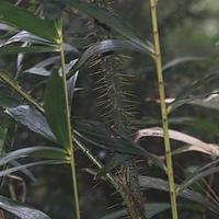 钩叶藤属