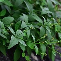 金线茜草