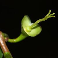 山茶科