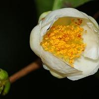 山茶科