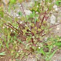 瘤果棱子芹