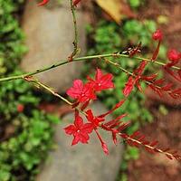 紫花丹