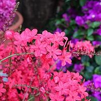 紫花丹