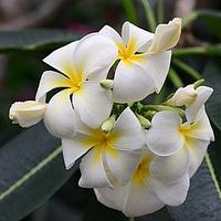 鸡蛋花属