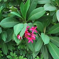鸡蛋花