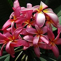 鸡蛋花