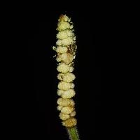 水珍珠菜