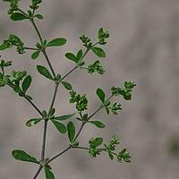 多荚草属