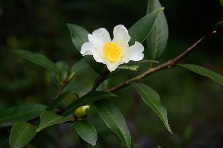 山茶属