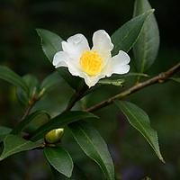 山茶属