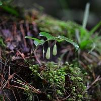 节根黄精
