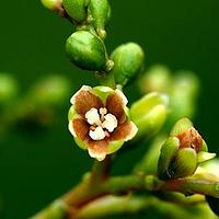 钩枝藤科