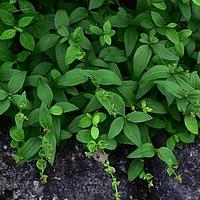 金线茜草