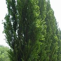 钻天杨 - 图片/介绍/花期/花语/知识 - 千草植物